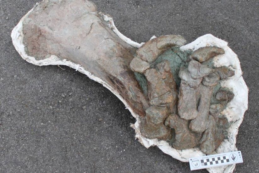 Parte de la extremidad posterior izquierda articulada (tibia, fíbula y pie completo) del dinosaurio saurópodo Mierasaurus bobyoungi.