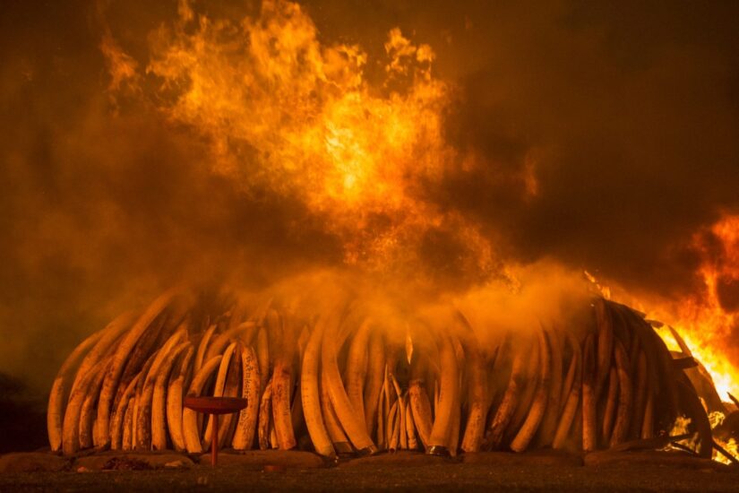 El 30 de abril de 2016, Kenia realizó su mayor quema de marfil: 105 toneladas en el Parque Nacional de Nairobi.