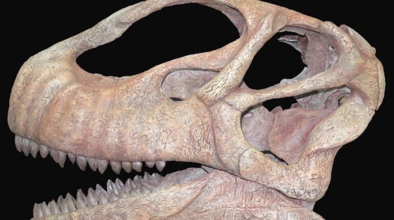 Reconstrucción del cráneo del dinosaurio saurópodo Mierasaurus bobyoungi
