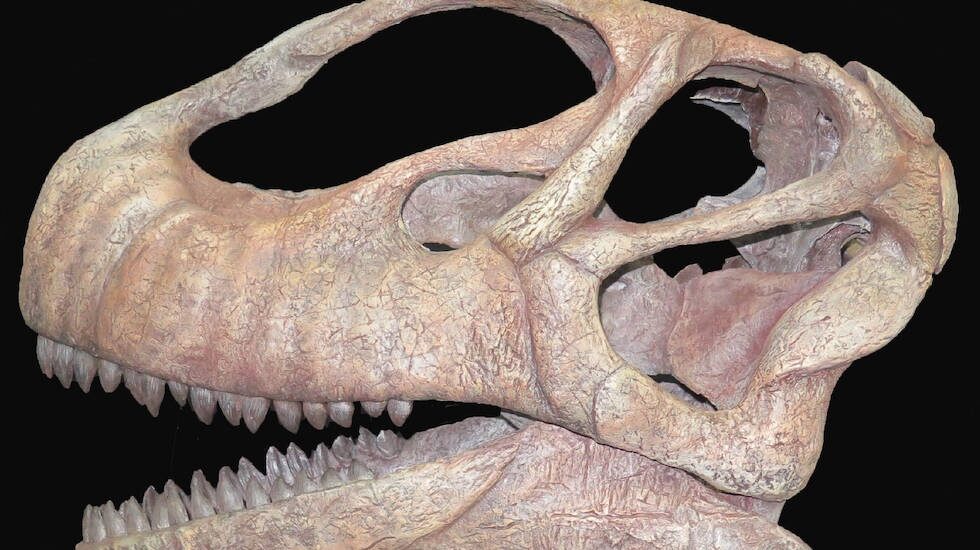 Reconstrucción del cráneo del dinosaurio saurópodo Mierasaurus bobyoungi