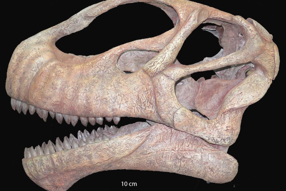 Reconstrucción del cráneo del dinosaurio saurópodo Mierasaurus bobyoungi