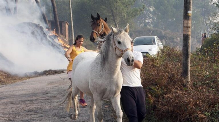 Vecinos de parroquia de Chandebrito, perteneciente al municipio pontevedrés de Nigrán, huyen de las llamas que se aproximan a sus viviendas con sus animales.