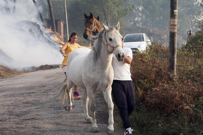 Vecinos de parroquia de Chandebrito, perteneciente al municipio pontevedrés de Nigrán, huyen de las llamas que se aproximan a sus viviendas con sus animales.