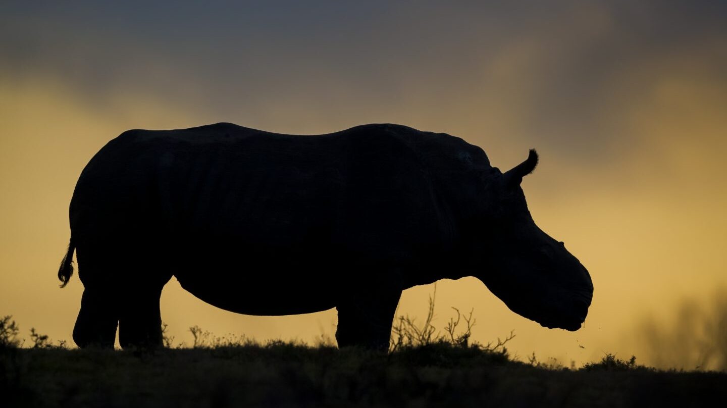 Thandi, la hembra de rinoceronte blanco que perdió el cuerno ante los cazadores furtivos, se ha convertido en un símbolo de supervivencia en la lucha contra la caza furtiva de rinocerontes. © Neil Aldridge