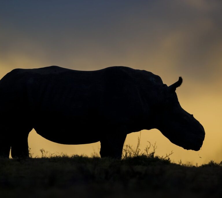 El criminal tráfico de animales