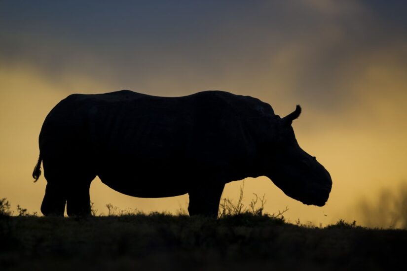Thandi, la hembra de rinoceronte blanco que perdió el cuerno ante los cazadores furtivos, se ha convertido en un símbolo de supervivencia en la lucha contra la caza furtiva de rinocerontes. © Neil Aldridge
