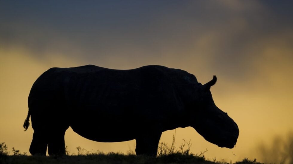 Thandi, la hembra de rinoceronte blanco que perdió el cuerno ante los cazadores furtivos, se ha convertido en un símbolo de supervivencia en la lucha contra la caza furtiva de rinocerontes. © Neil Aldridge