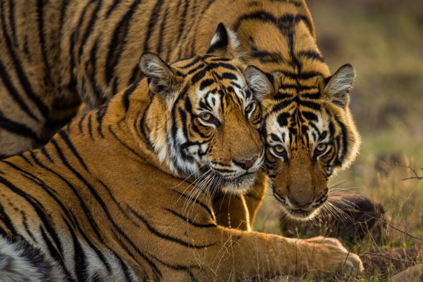 Un par de jóvenes tigres de Bengala en el Parque Nacional Ranthambhore de la India. Menos de 4.000 tigres quedan libres en la naturaleza, una consecuencia de la caza furtiva para abastecer la demanda de los consumidores de sus partes del cuerpo, principalmente en China y el sudeste asiático. © Sudhir Shivaram