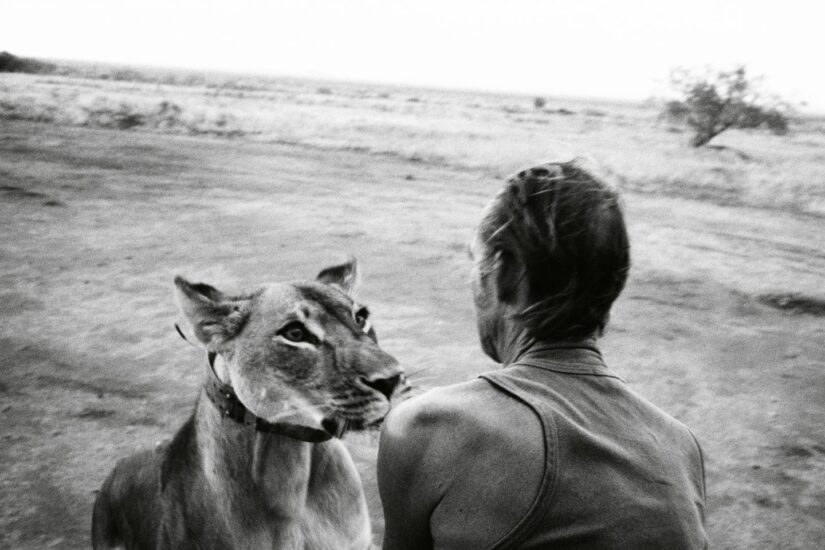 Tony Fitzjohn con Jipe, un león que crió desde cachorro huérfano a adulto y luego lo devolvió a la naturaleza. Jipe crió cachorros con éxito en Tsavo, Kenia, pero fue asesinado por cazadores furtivos poco después de que esta foto fuera tomada.