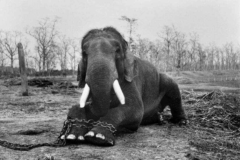 El elefante de 50 años está encadenado tras haber matado a cinco de sus cuidadores.