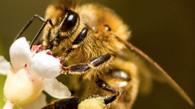Descubierto el mecanismo neuronal del baile de las abejas