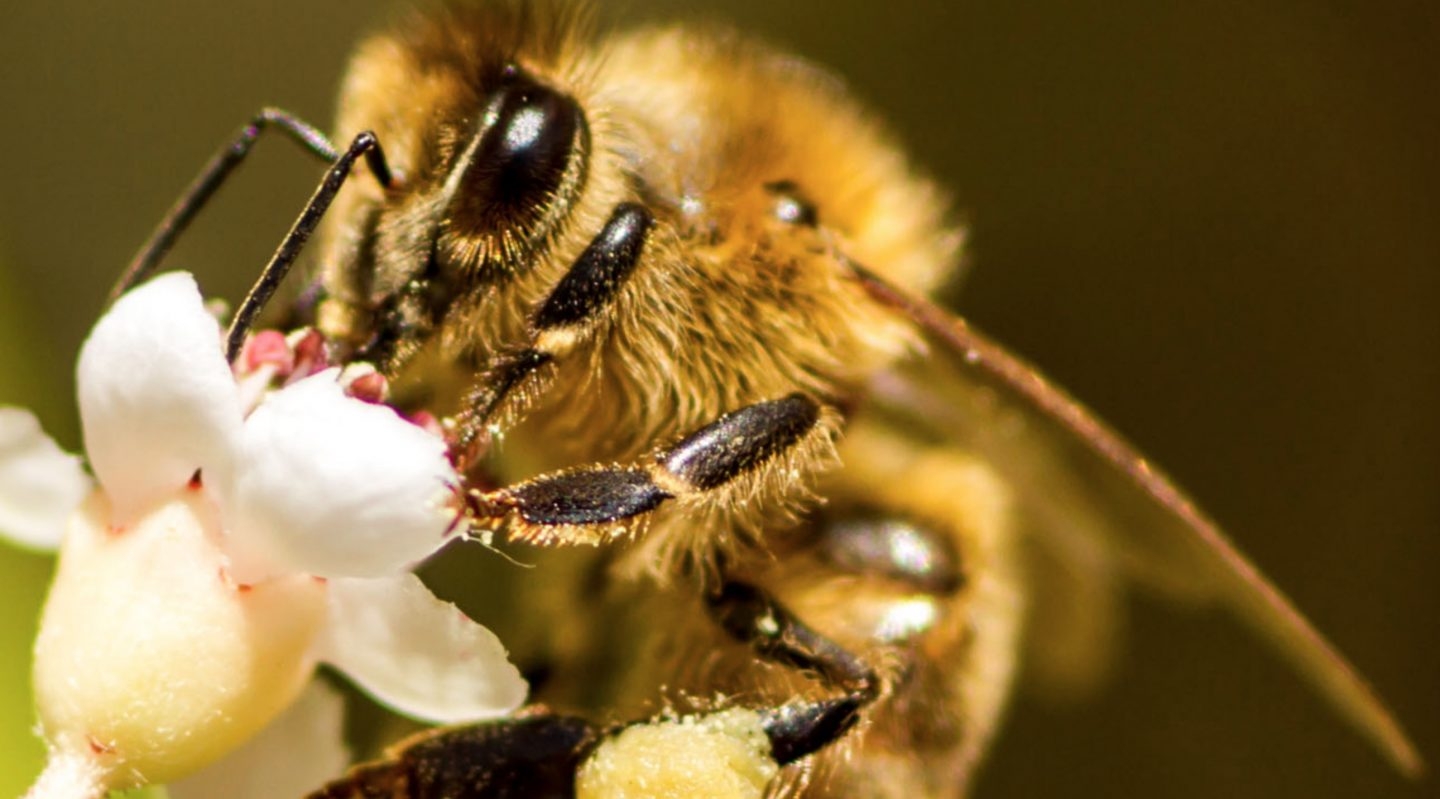 Abeja melífera