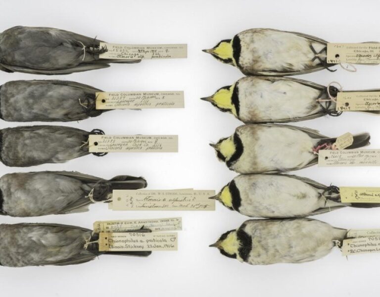 La contaminación pasada que tiñó a los pájaros