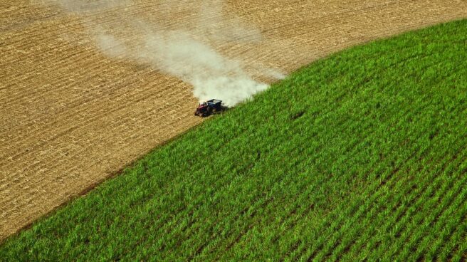 Cultivo de caña de azúcar para biocombustibles