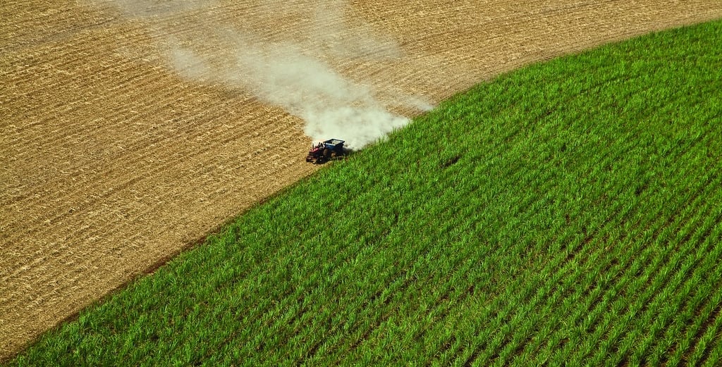 Cultivo de caña de azúcar para biocombustibles