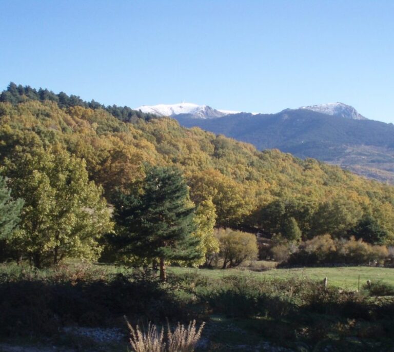 Tres bosques serán laboratorios para estudiar su adaptación al cambio climático