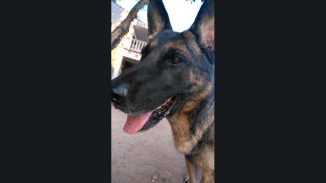 herores_cuatro_patas Uno de los ex agentes caninos vetados en un acto en Cataluña.