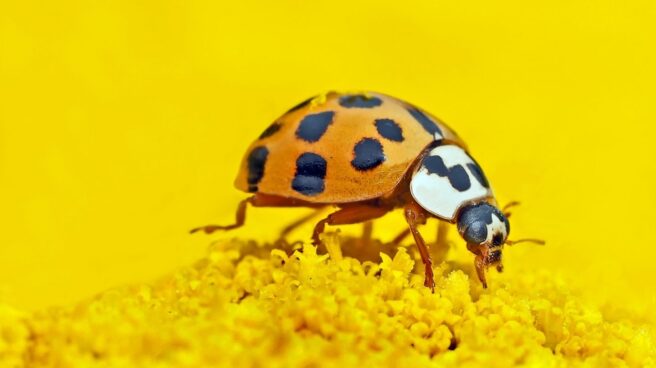insecto
