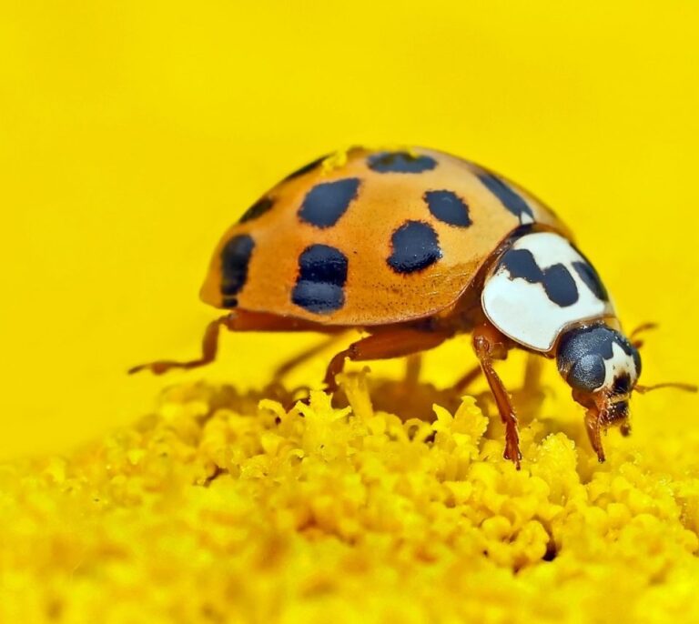 Los usos agrícolas causan la disminución del 82% de los insectos desde 1990