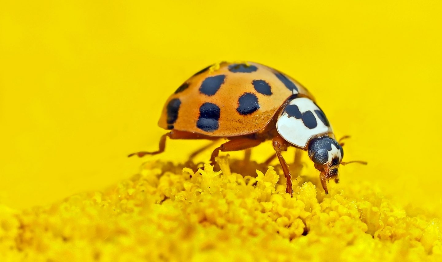 Los usos agrícolas causan la disminución del 82% de los insectos desde 1990