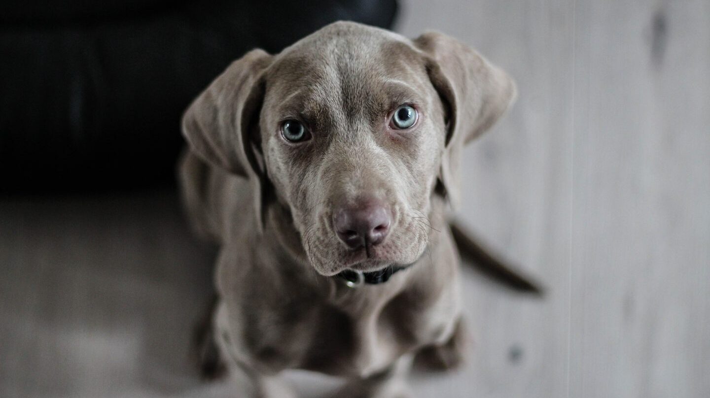 Tu perro te quiere decir algo.