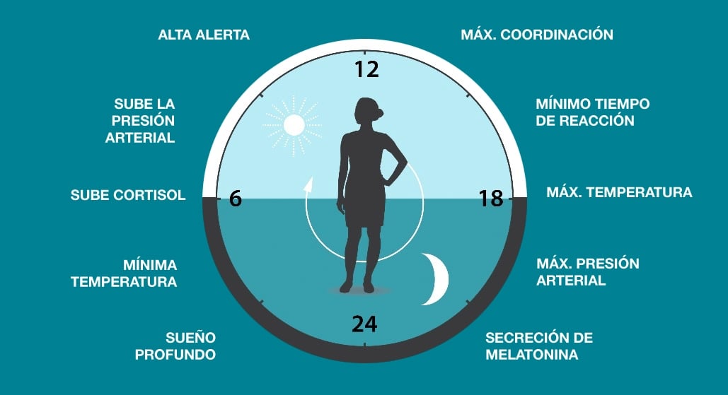 El reloj biológico clásico