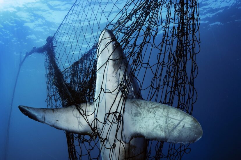 Decenas de millones de tiburones mueren cada año como víctimas de la pesca accidental o para satisfacer la demanda de sopa de aleta de tiburón. © Brian Skerry
