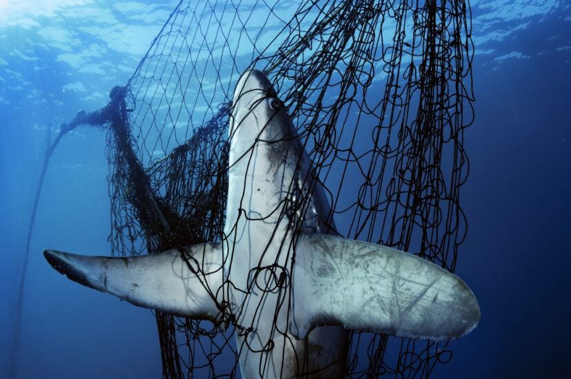 Decenas de millones de tiburones mueren cada año como víctimas de la pesca accidental o para satisfacer la demanda de sopa de aleta de tiburón. © Brian Skerry