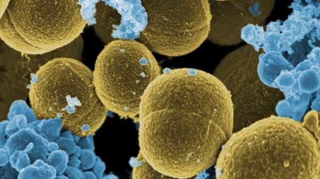 Cerco a las superbacterias resistentes a los antibióticos