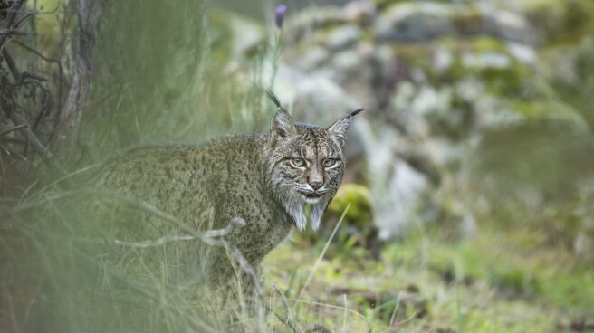 Muere atropellado un lince ibérico en la N-420 en Cardeña (Córdoba)