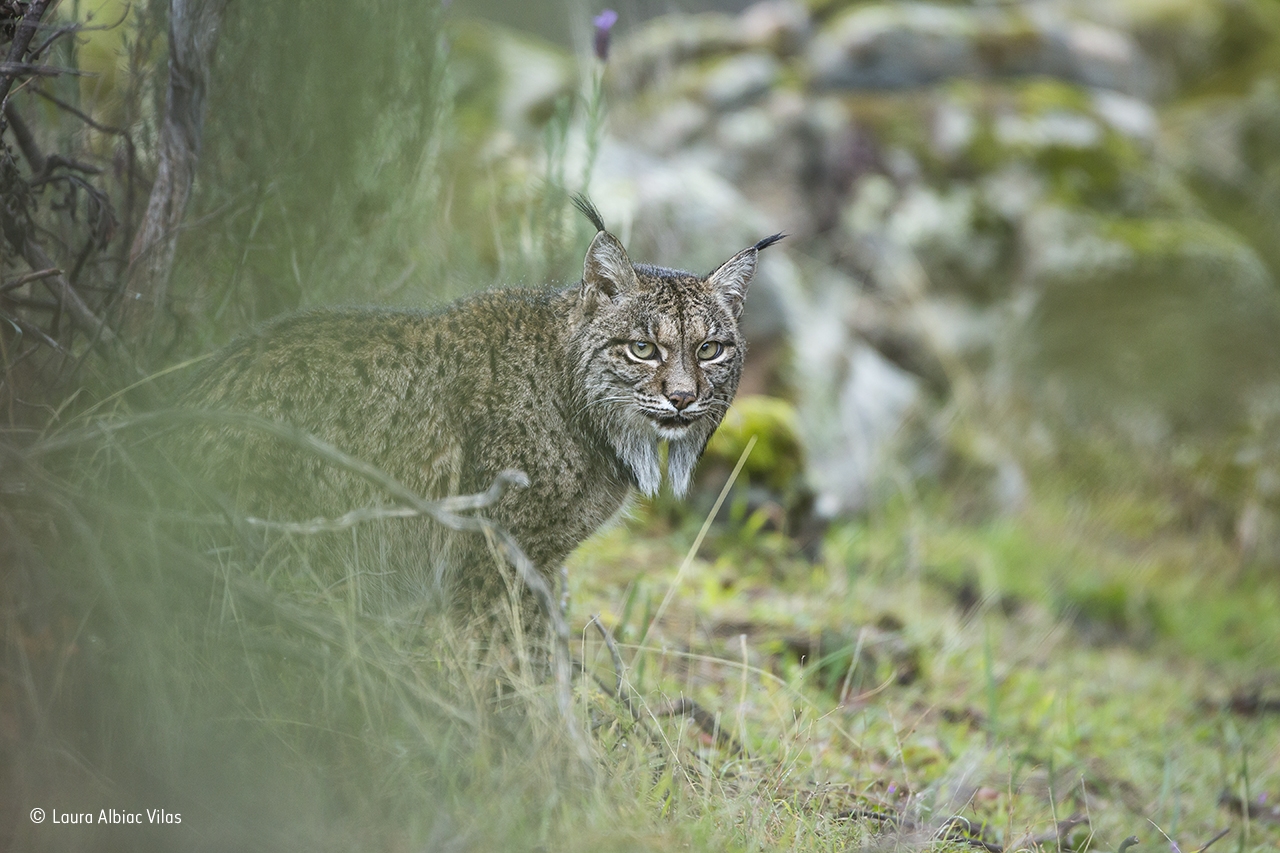 Muere atropellado un lince ibérico en la N-420 en Cardeña (Córdoba)