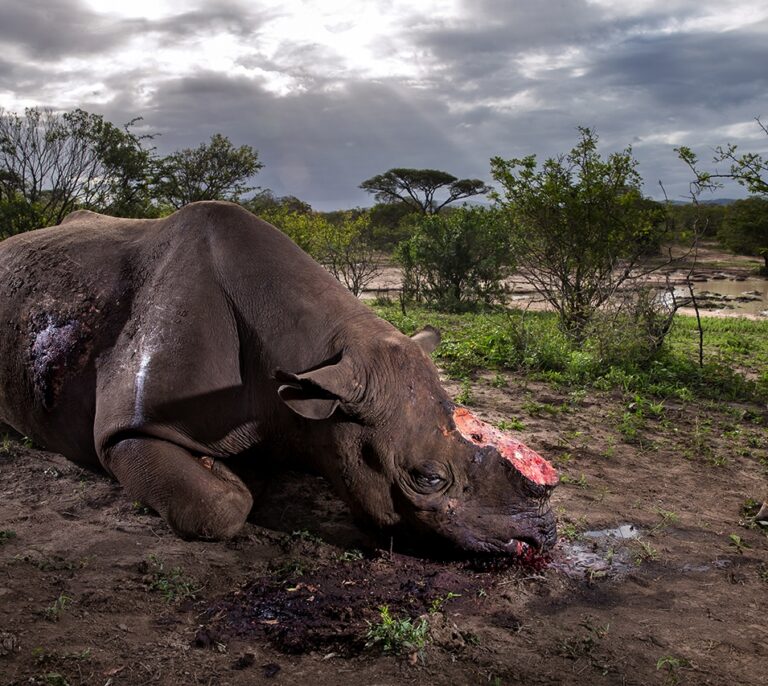 Las mejores fotografías de naturaleza del año