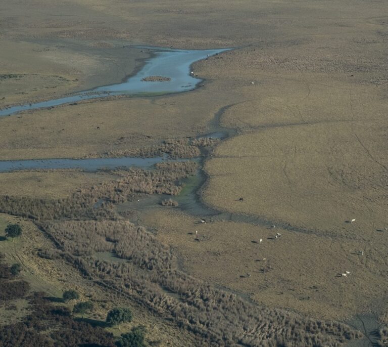 Descubierto en Doñana el yacimiento de huellas de animales más grande de España