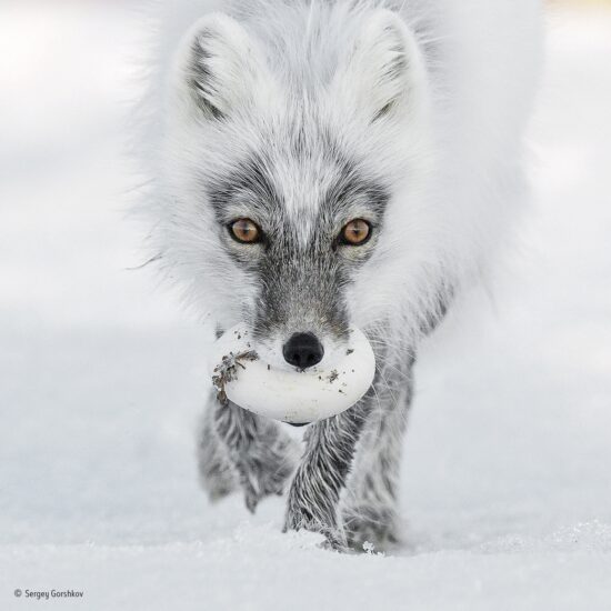 Tesoro ártico. Sergey Gorshkov