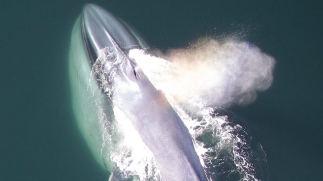 Las ballenas pueden ser 'ambidiestras'