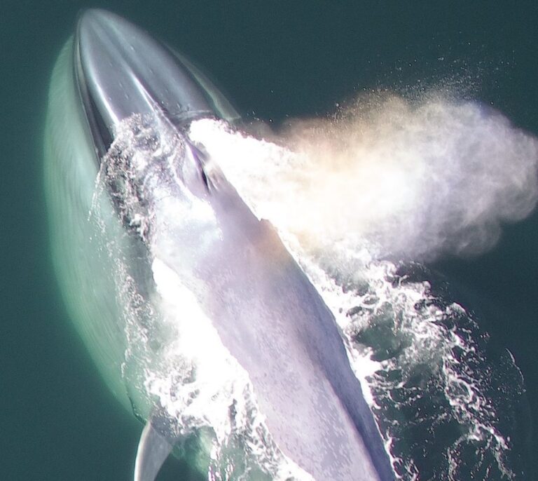 Las ballenas pueden ser 'ambidiestras'