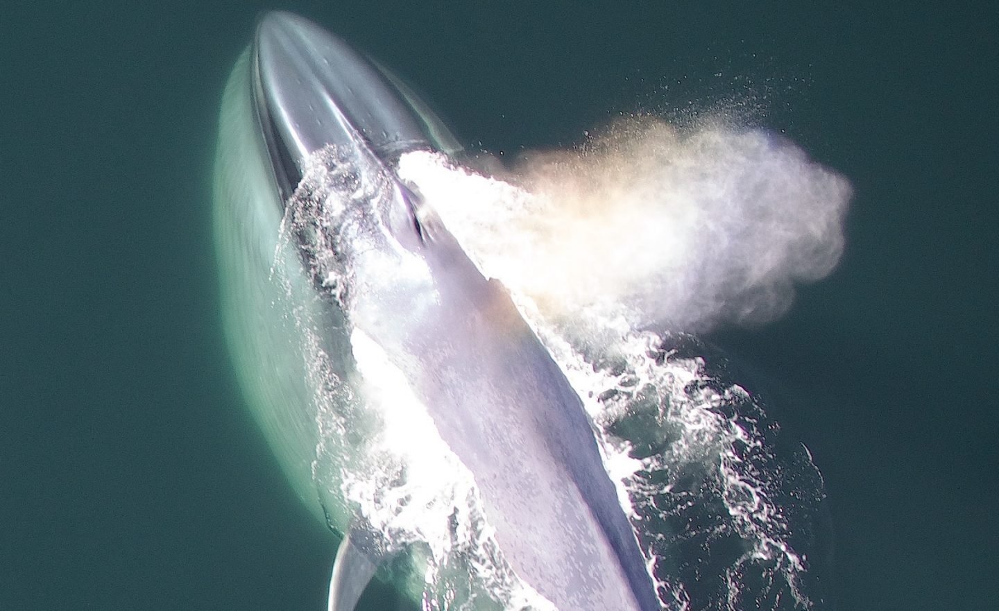 Ballena alimentándose en la superficie