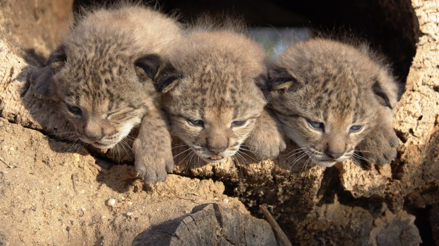 Luces y sombras en la recuperación del lince ibérico