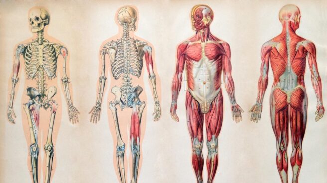 Imagen del cuerpo humano cuyos órganos y músculos la mayoría de la gente no sabe identificar.