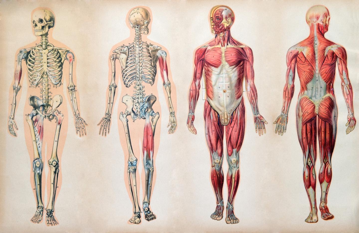 Imagen del cuerpo humano cuyos órganos y músculos la mayoría de la gente no sabe identificar.