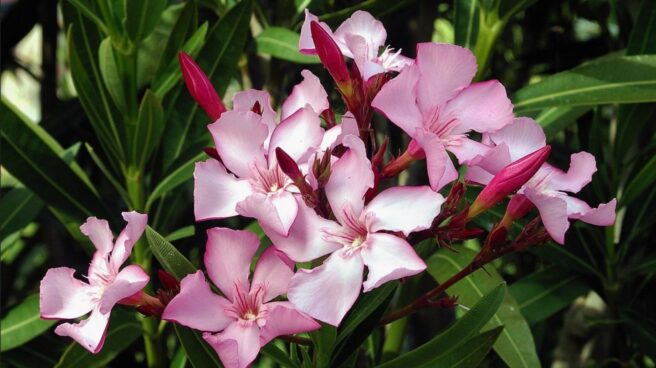 flor-adelfa
