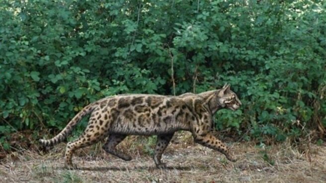 El primer gato de Madrid