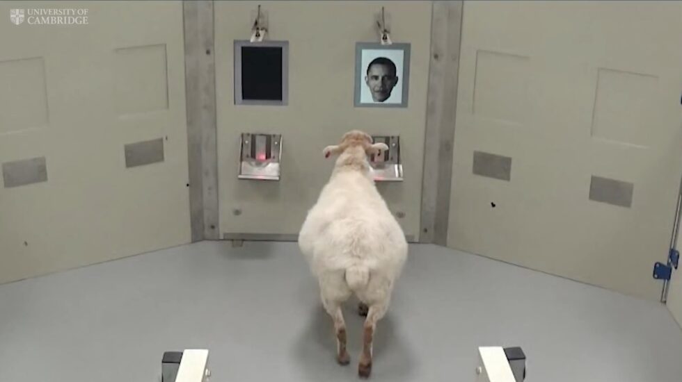 Una oveja reconoce la cara de Obama en experimento