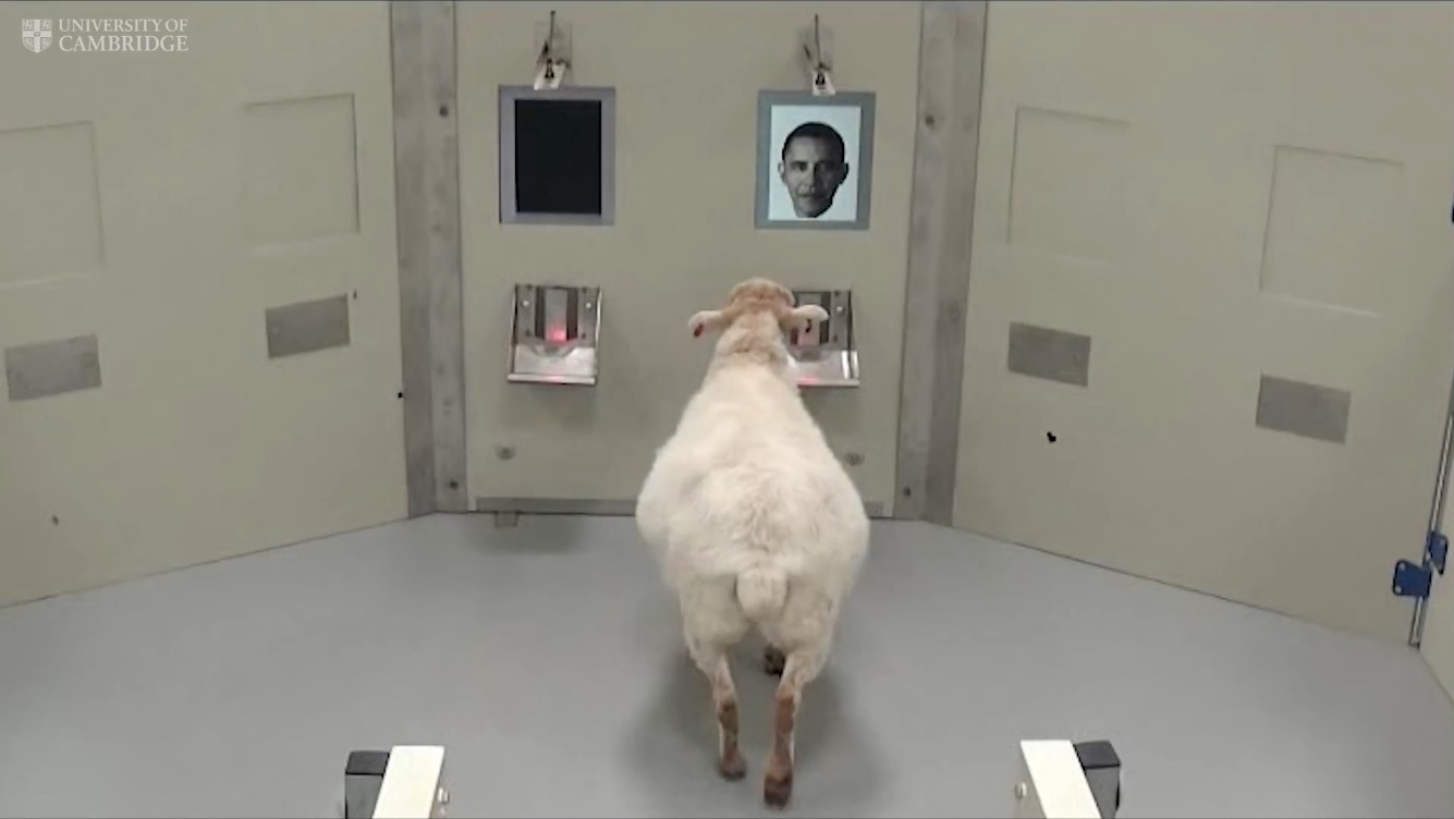 Una oveja reconoce la cara de Obama en experimento