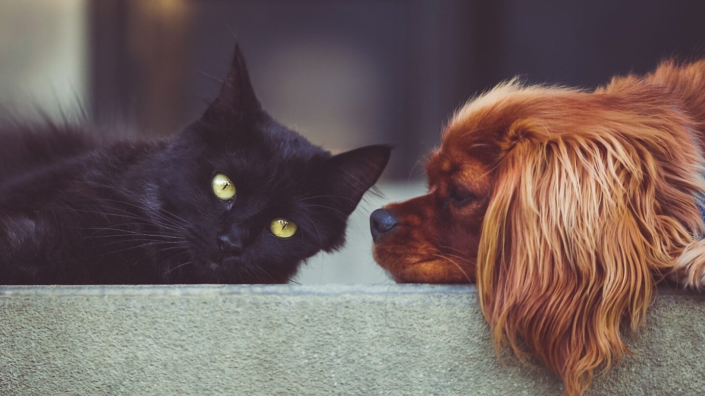 Los perros son más listos que los gatos: tienen más neuronas