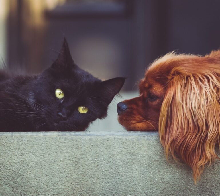 Los perros son más listos que los gatos: tienen más neuronas