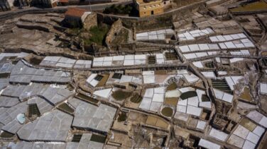 La uva pasa de Málaga y la sal de Añana declarados Patrimonio Agrícola Mundial