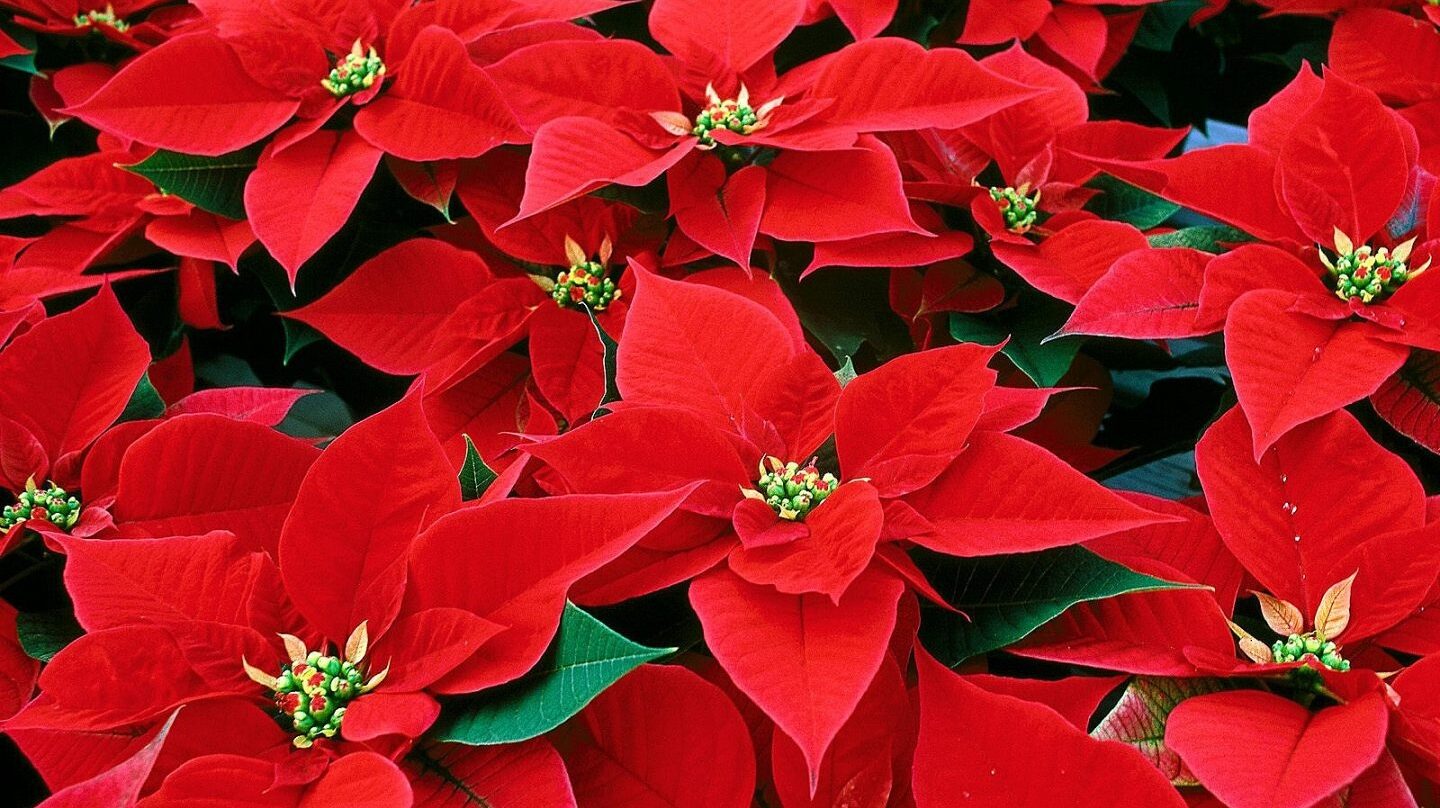 Flores de Pascua, una tradición en Navidad.