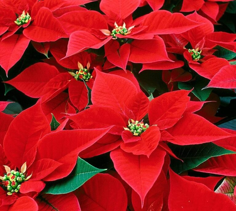 Cómo lograr que la flor de Pascua sobreviva a las fiestas