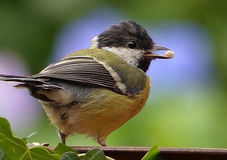 Los pájaros aprenden los unos de los otros qué comida evitar